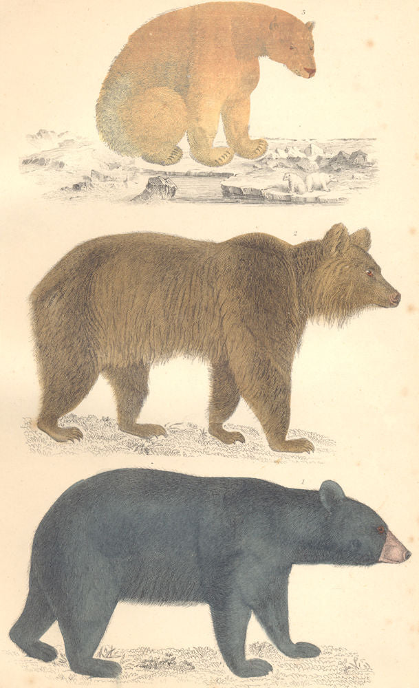 BEARS. Black Bear of America; Brown Europe; Polar. GOLDSMITH. 1870 print